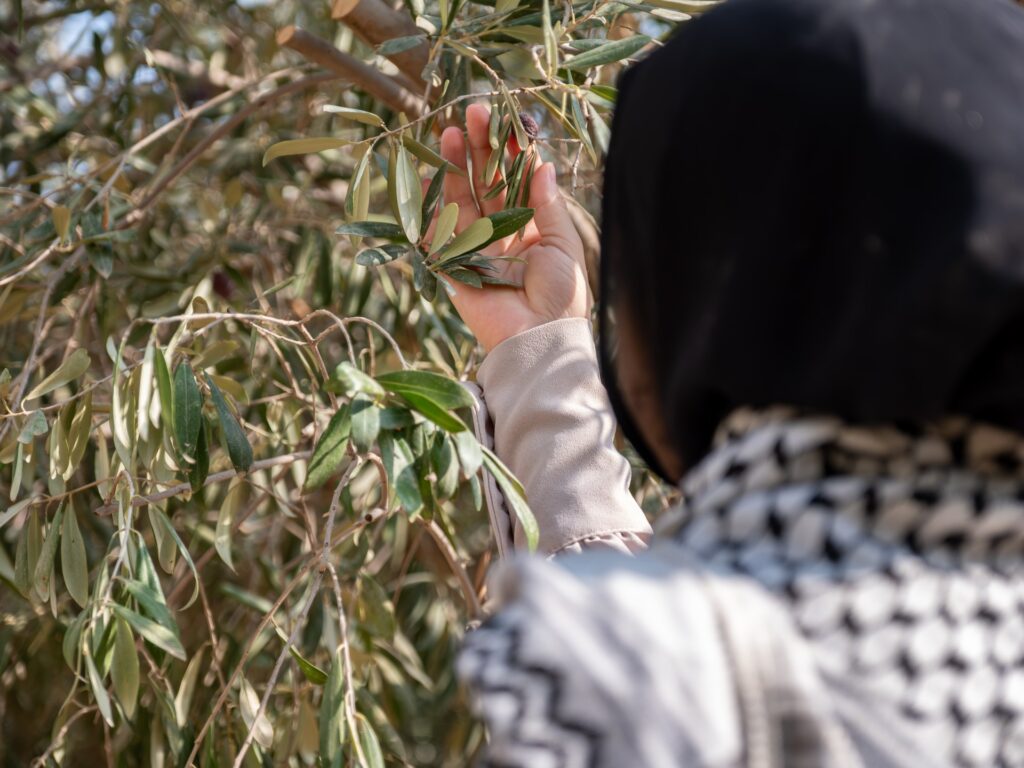 The olive tree, symbol of Palestine and mute victim of Israel’s war on Gaza | Israel War on Gaza